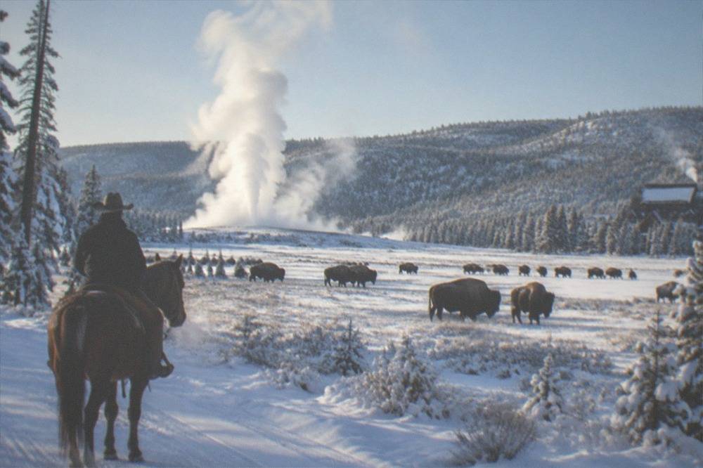 A snowmobile rider in an insulated suit pausing on a groomed winter road with bison standing in the distance
