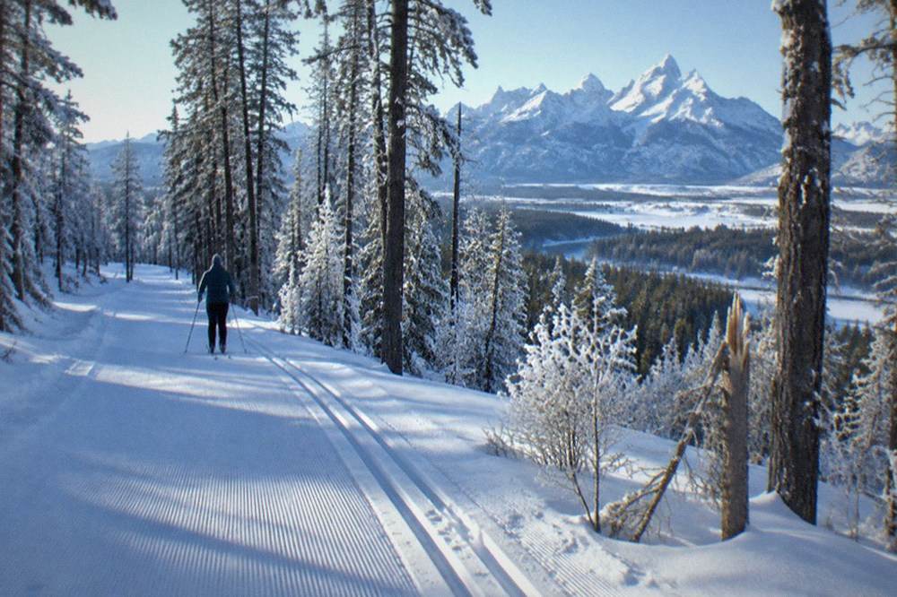 Nordic ski tracks winding through snow-laden evergreen forest on a clear cold morning