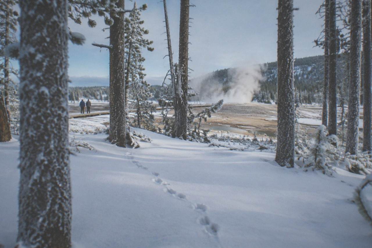Snow-covered lodgepole pine forest under a pale blue winter sky in Yellowstone