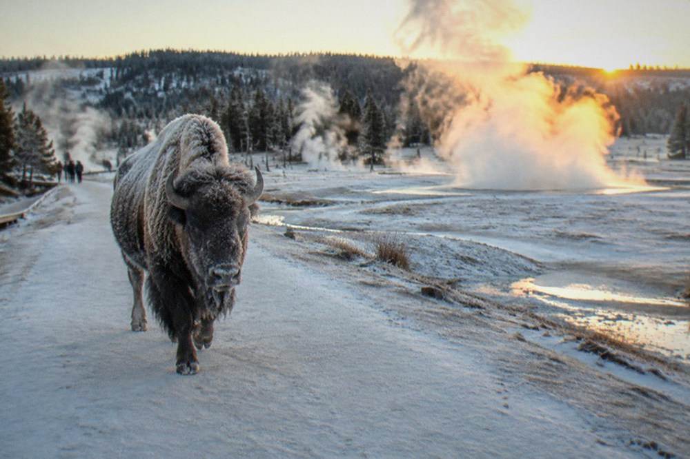 A bison walks down a snow-covered road past steaming thermal features