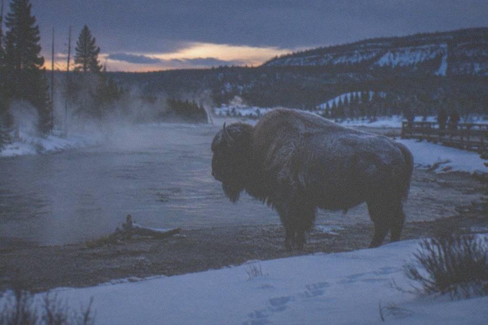 A frost-covered bison standing beside a steaming river in deep snow