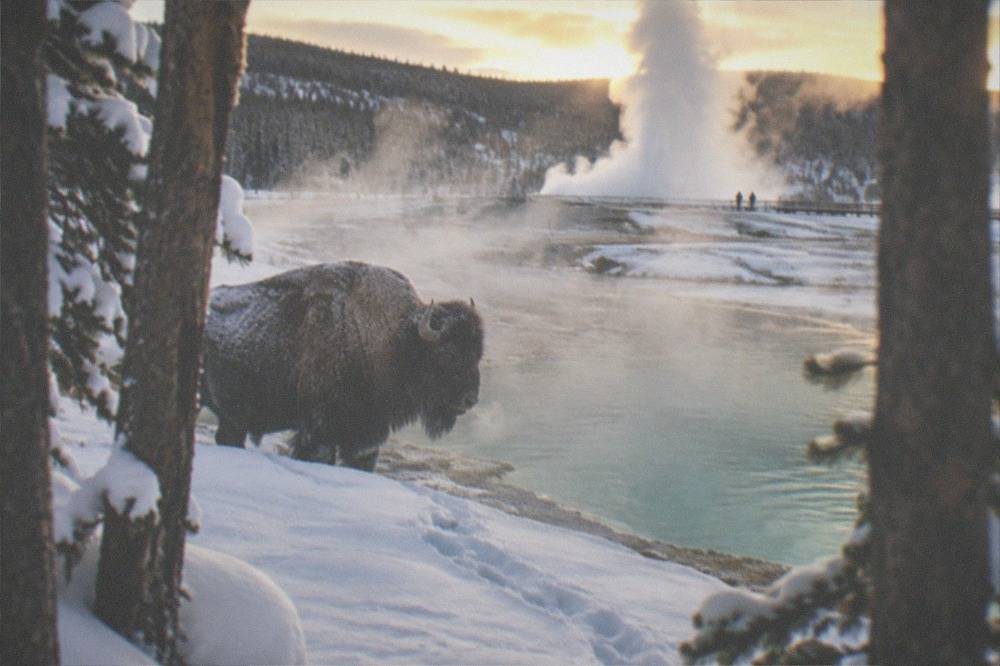 A bison standing in deep snow beside a steaming thermal pool