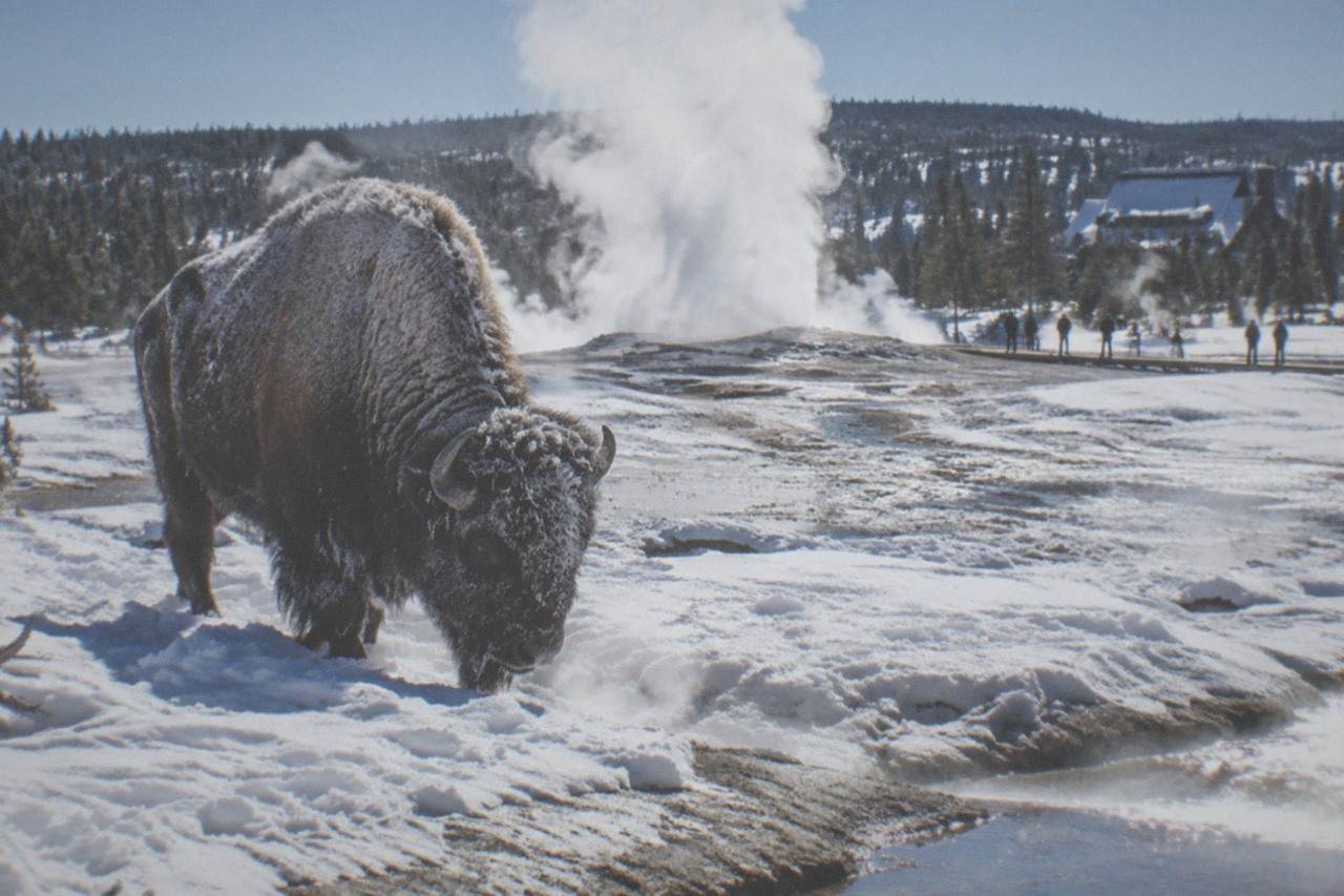 Bison standing in deep snow among steaming thermal pools in a winter Yellowstone valley