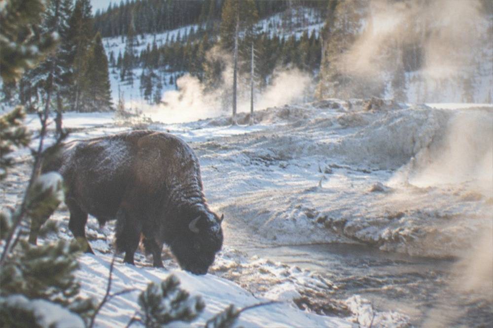 Bison foraging in deep snow beside a steaming thermal channel