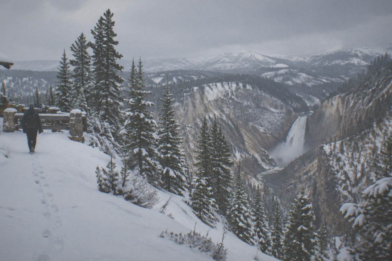 Snow-covered pine forest and distant mountains under a pale winter sky in Yellowstone